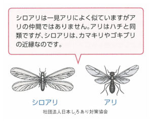 シロアリ